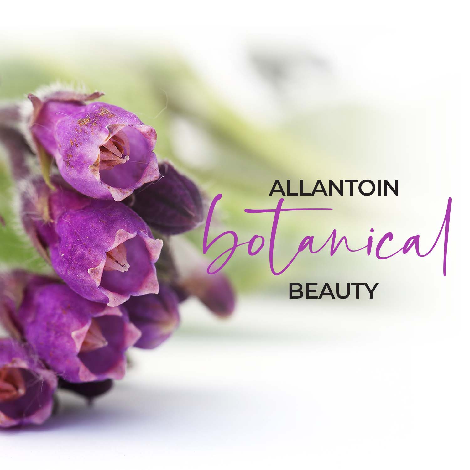 Scar Transformation with Botanical Beauty Allantoin