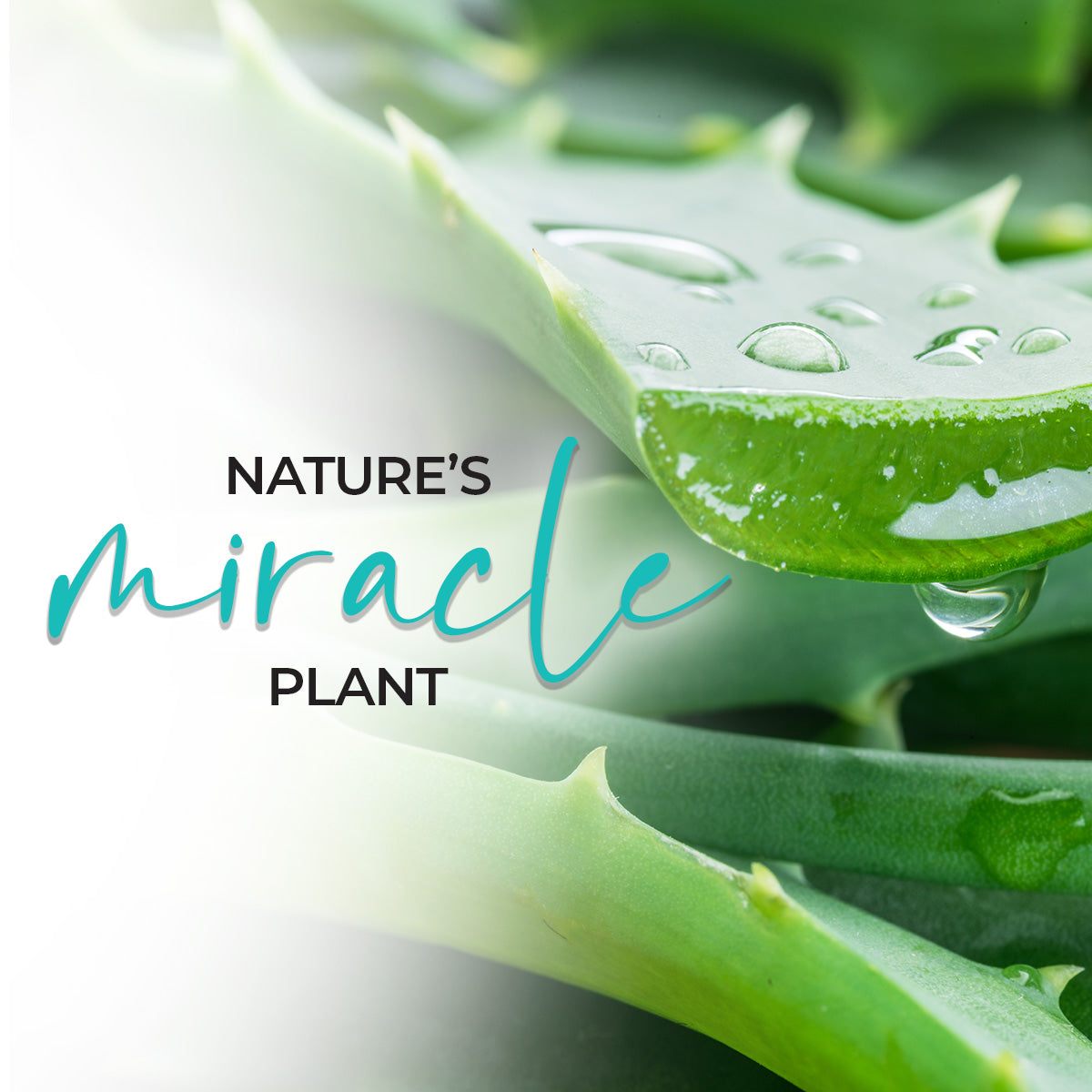 Natural Skin Benefits of Aloe Vera