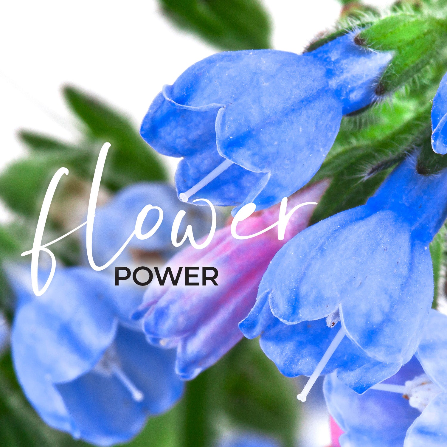 Flower Power of Allantoin, a Natural Scar Solution