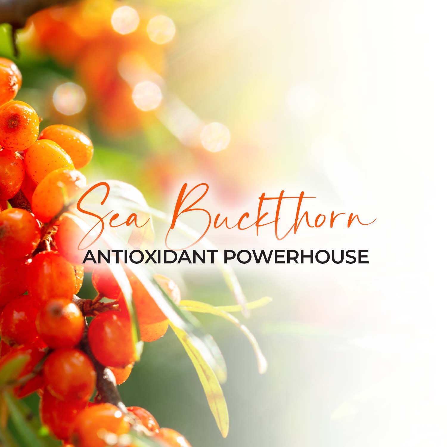 Sea Buckthorn Antioxidant Powerhouse